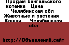 Продам бенгальского котенка › Цена ­ 1 500 - Челябинская обл. Животные и растения » Кошки   . Челябинская обл.